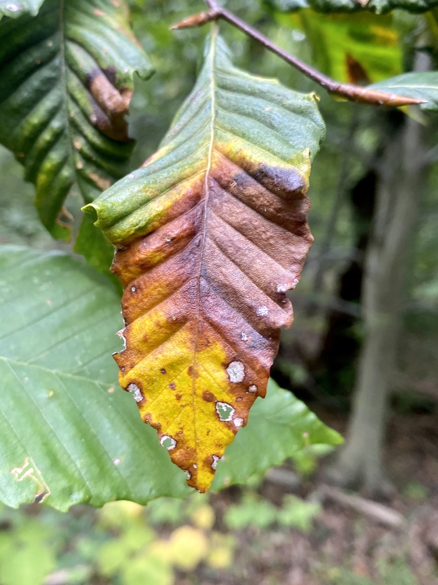 Beech Leaf Disease BLD CC