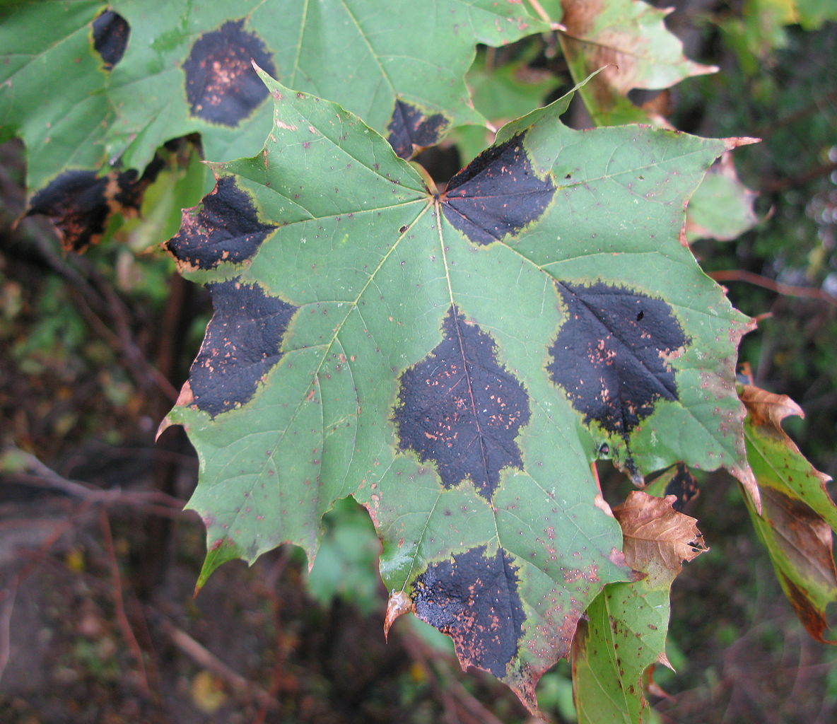 black tar spot on maple