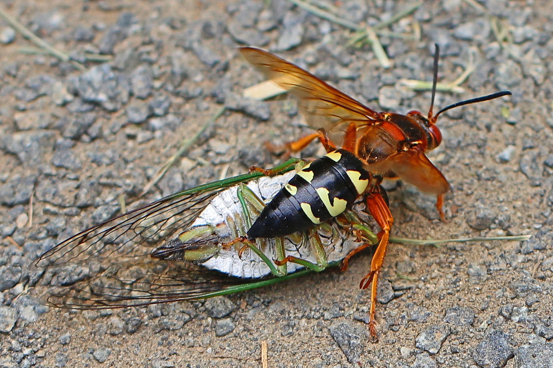 cicada killer wasps