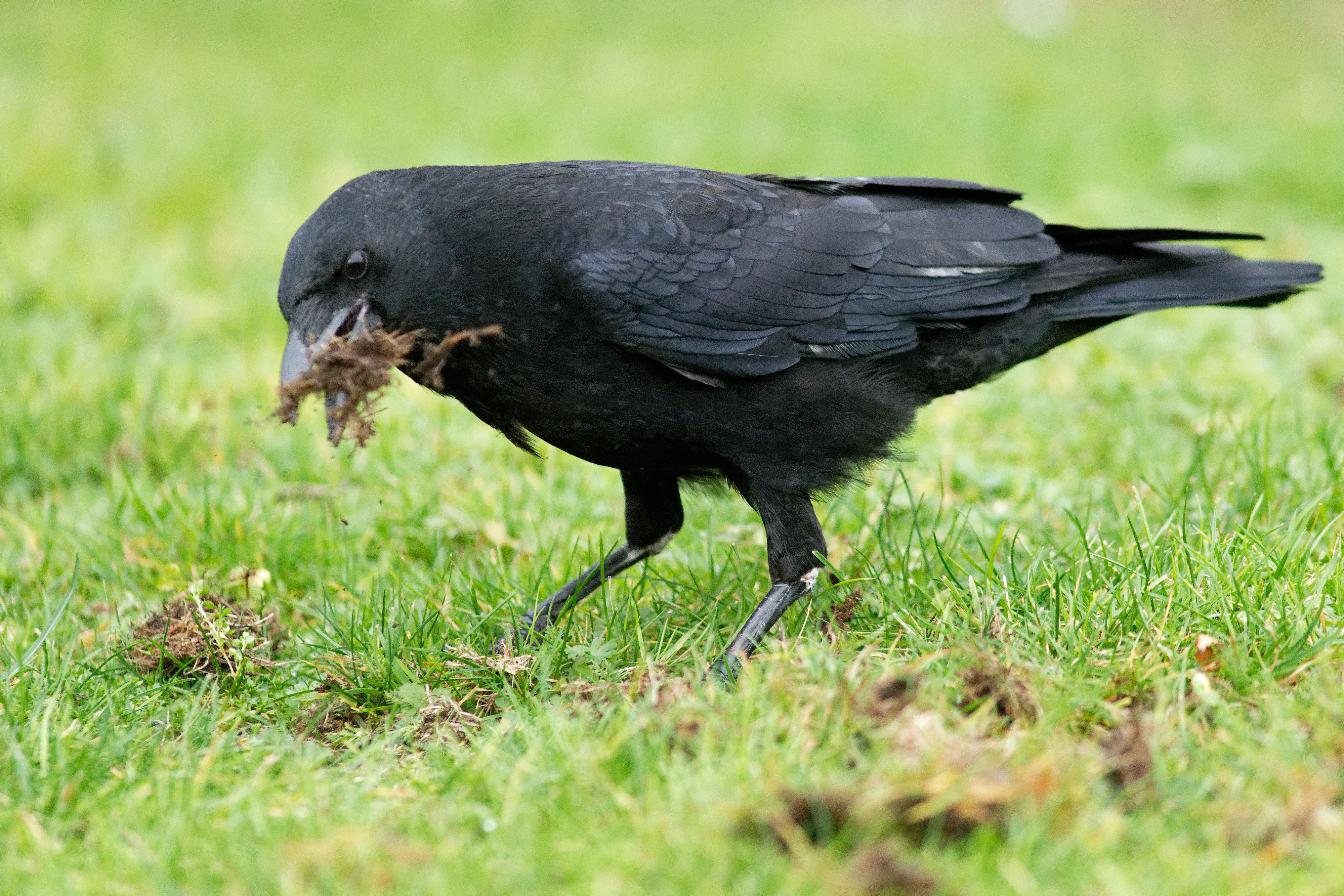 crow tearing up a lawn to feed on grubs (CC)
