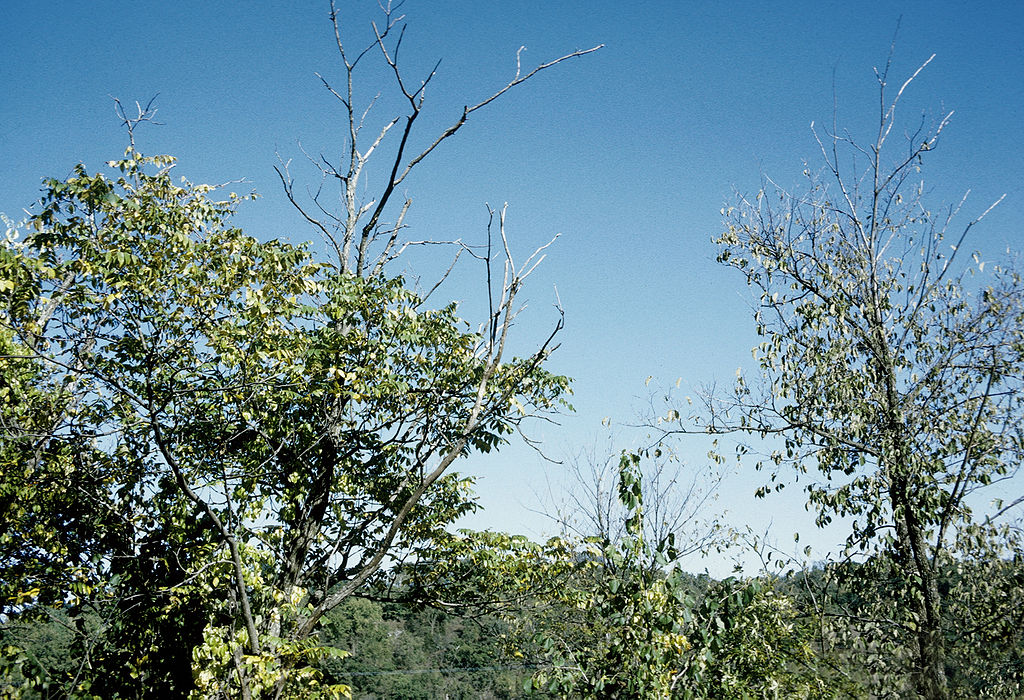 dead tree branches