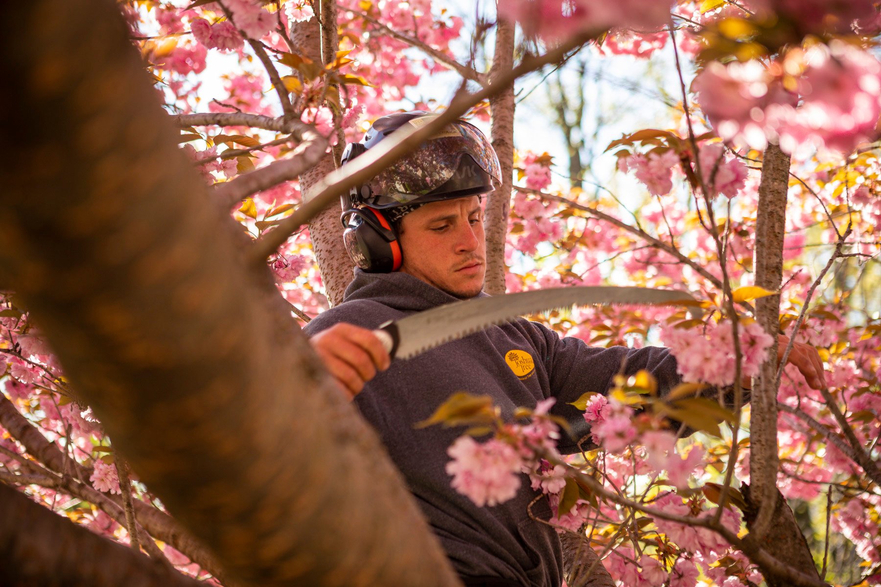 Arborist Tree climber flowering tree pruning 3