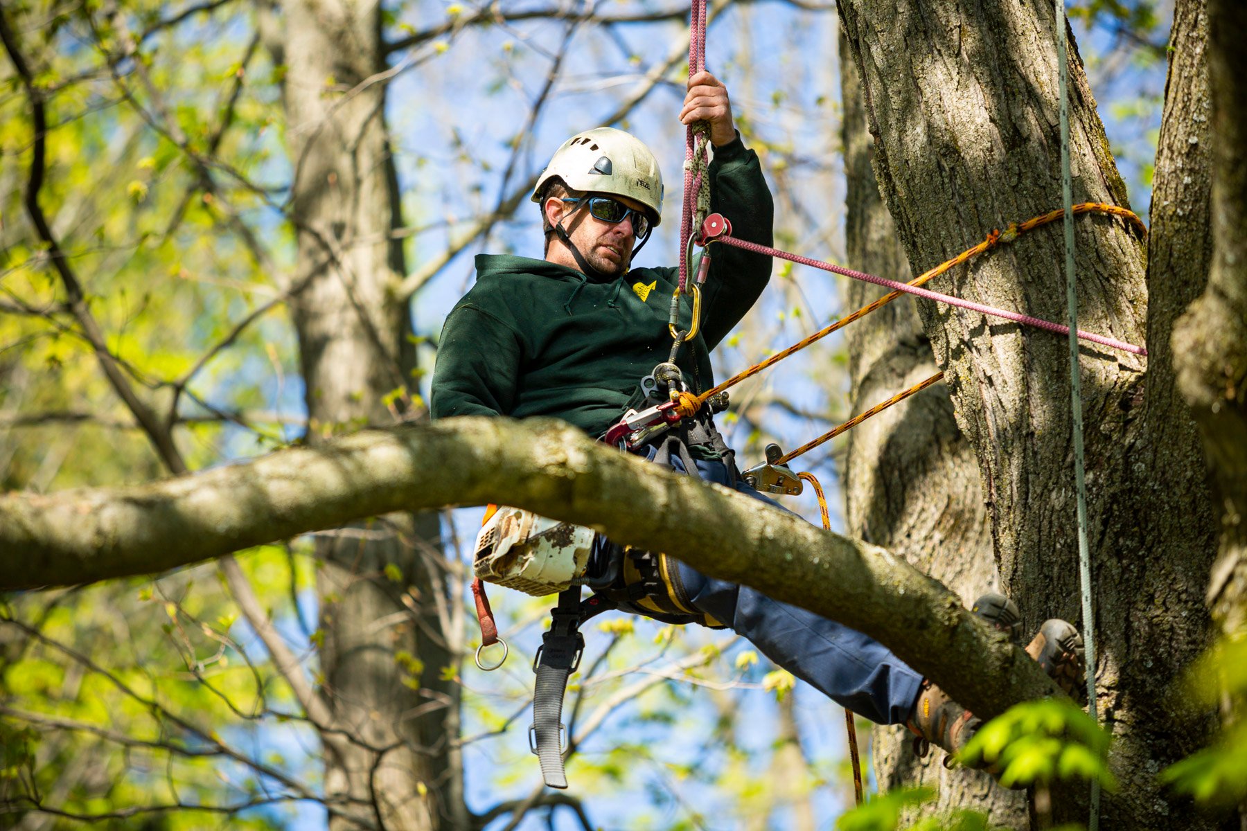 Becoming a Tree Climber: Training in the Trees