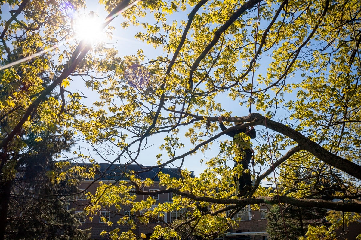 Arborist tree climber pruning limb walk 2