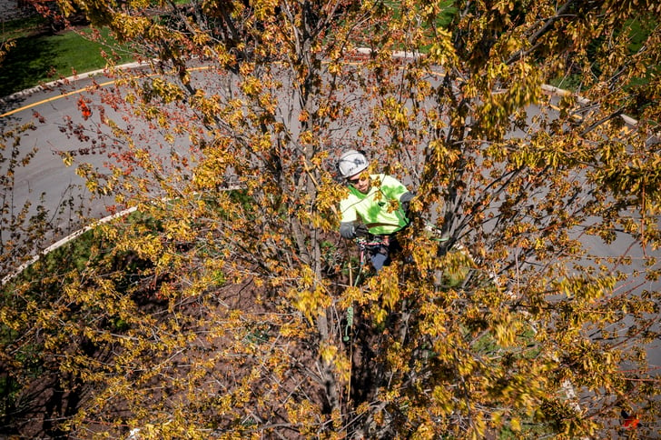 Commercial Tree pruning bucket truck equipement 9