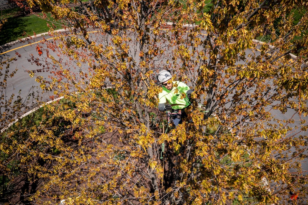 arborist climbing and pruning the canopy of a large shade tree