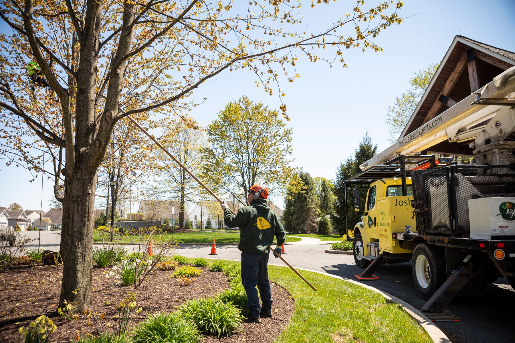 Commercial tree care pruning crew pull saw 3