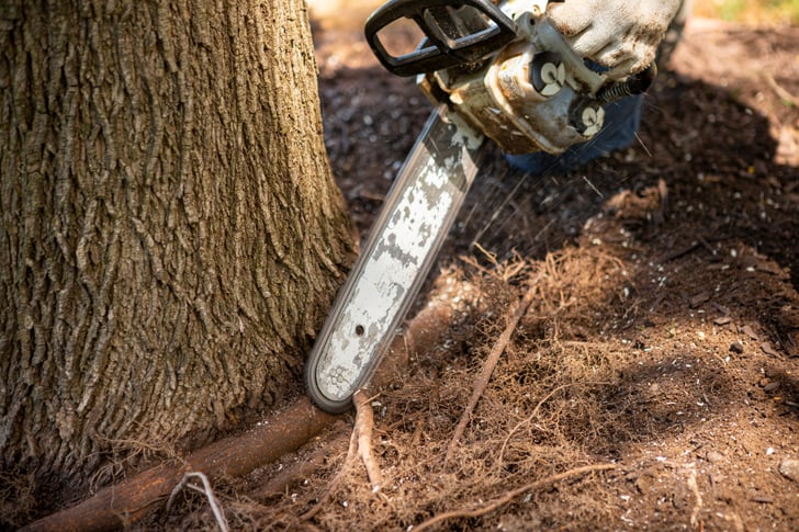 arborist performing root pruning on a large tree