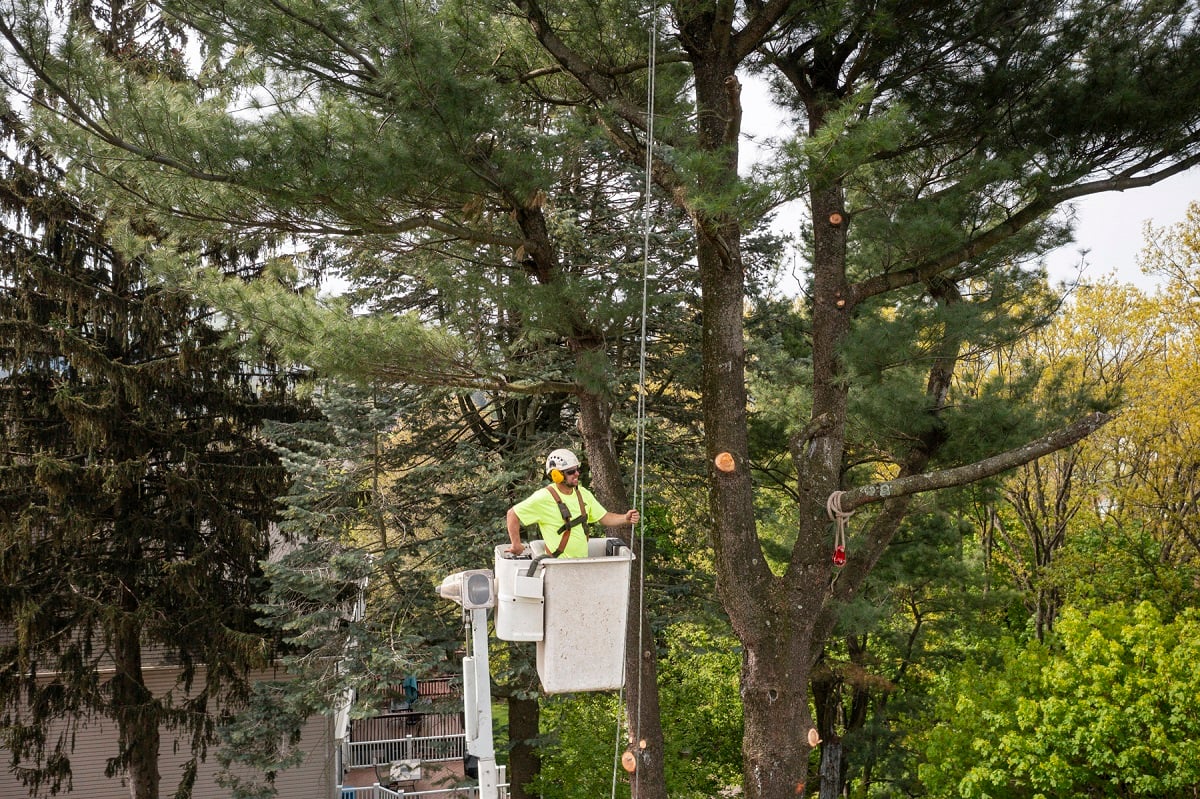 Tree removal bucket truck technician pruning