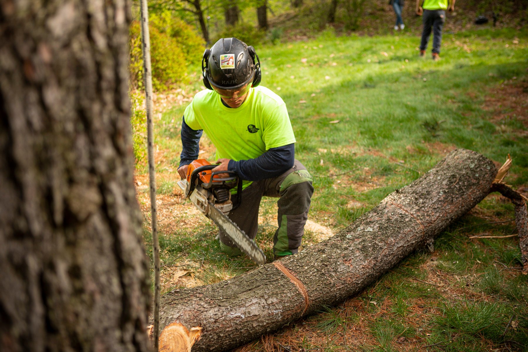 Tree removal chainsaw technician cutting up trunk