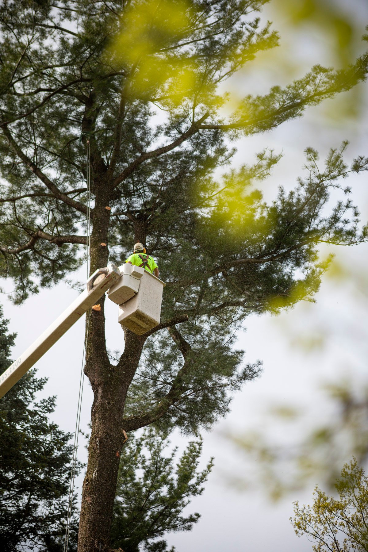 Tree removal pruning bucket truck technician 8