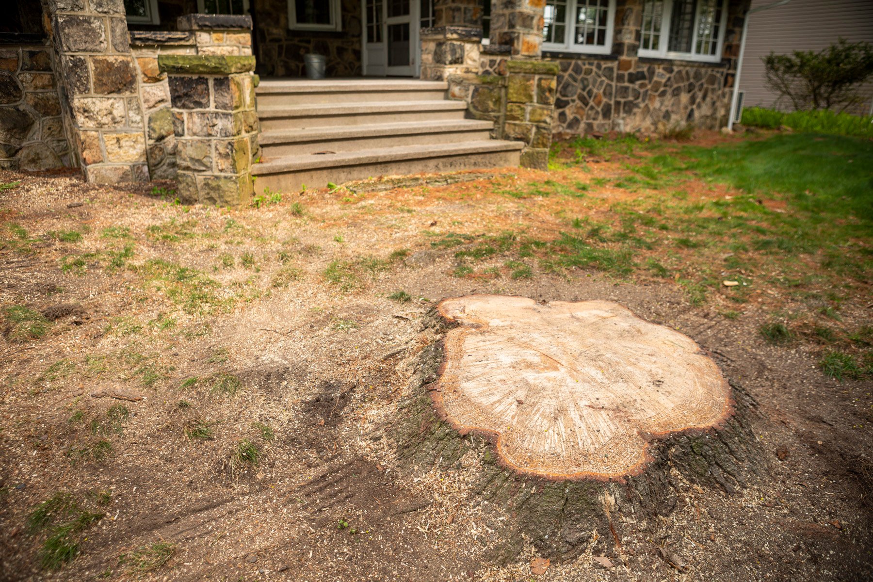 tree stump in a front yard