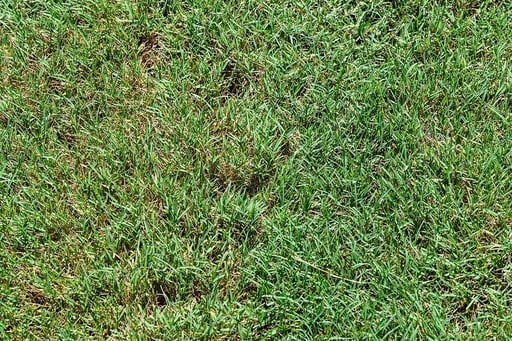 Grass Growing in Clumps or Patches? 8 Common Culprits in Pennsylvania