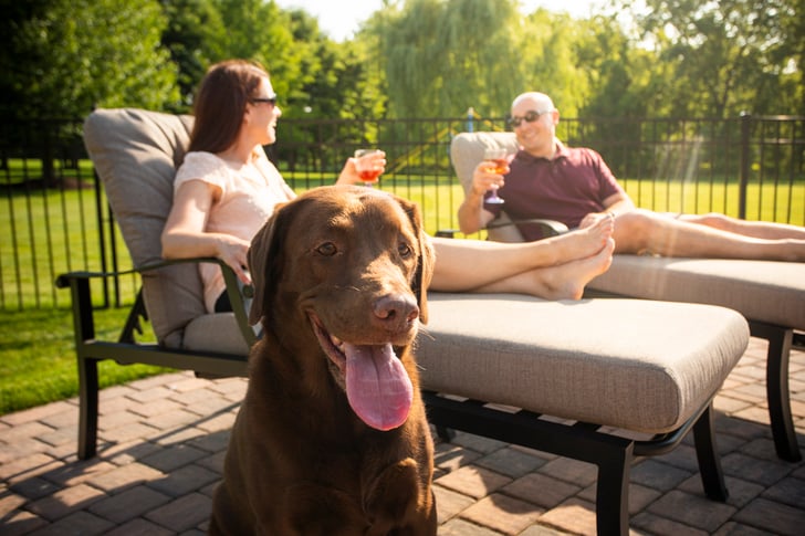 Dog with lawn care customers 