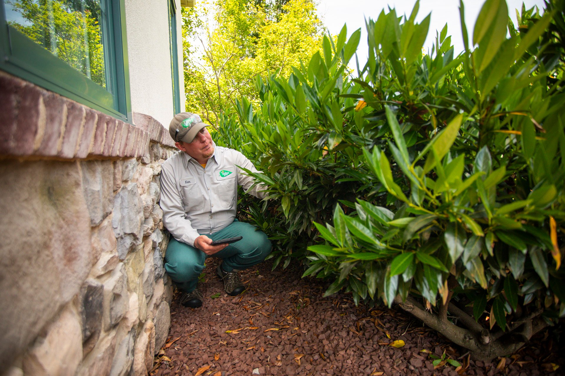 plant health care technician inspecting evergreen shrubs in a planting bed