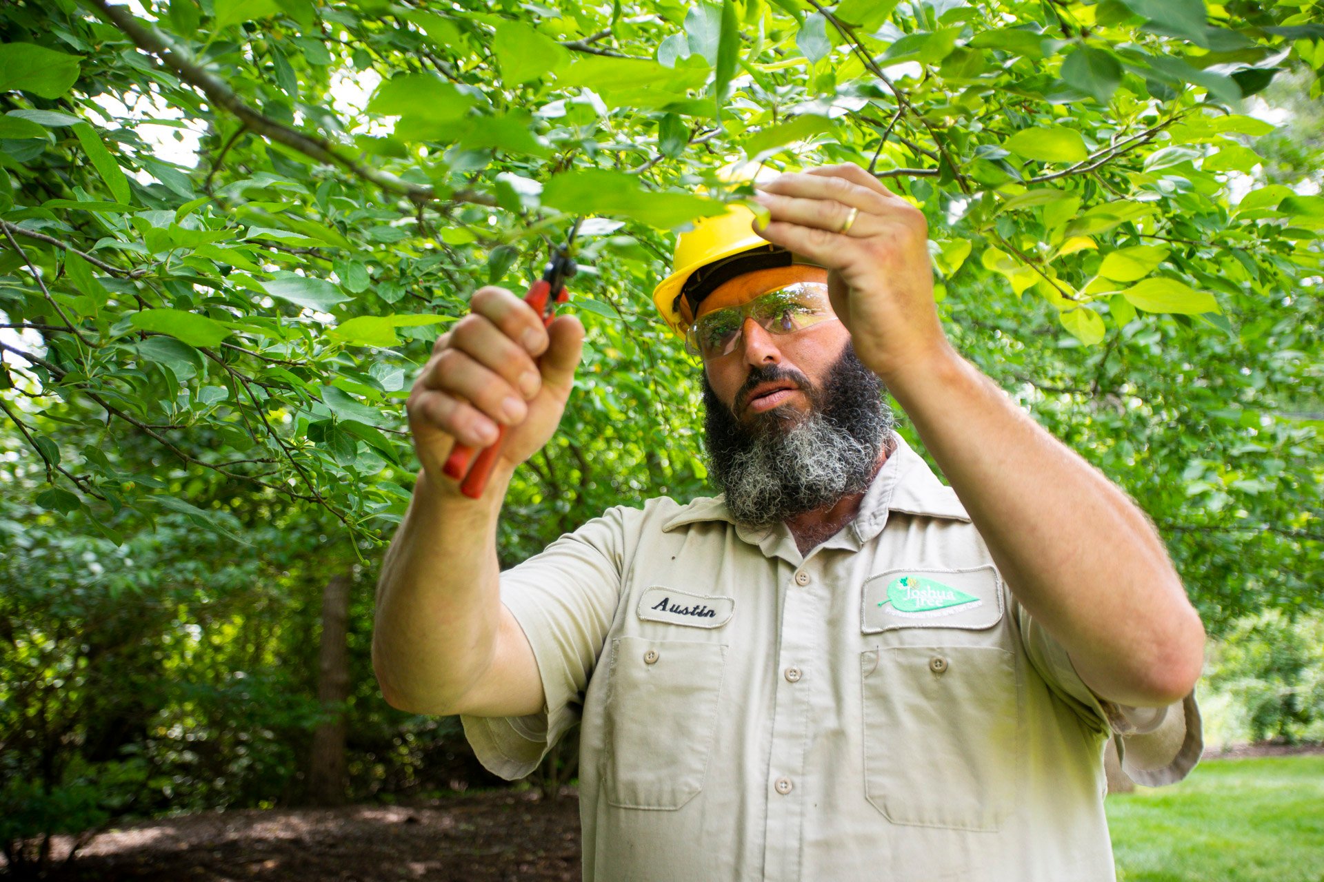 Your Handy Pennsylvania Tree and Shrub Maintenance Calendar