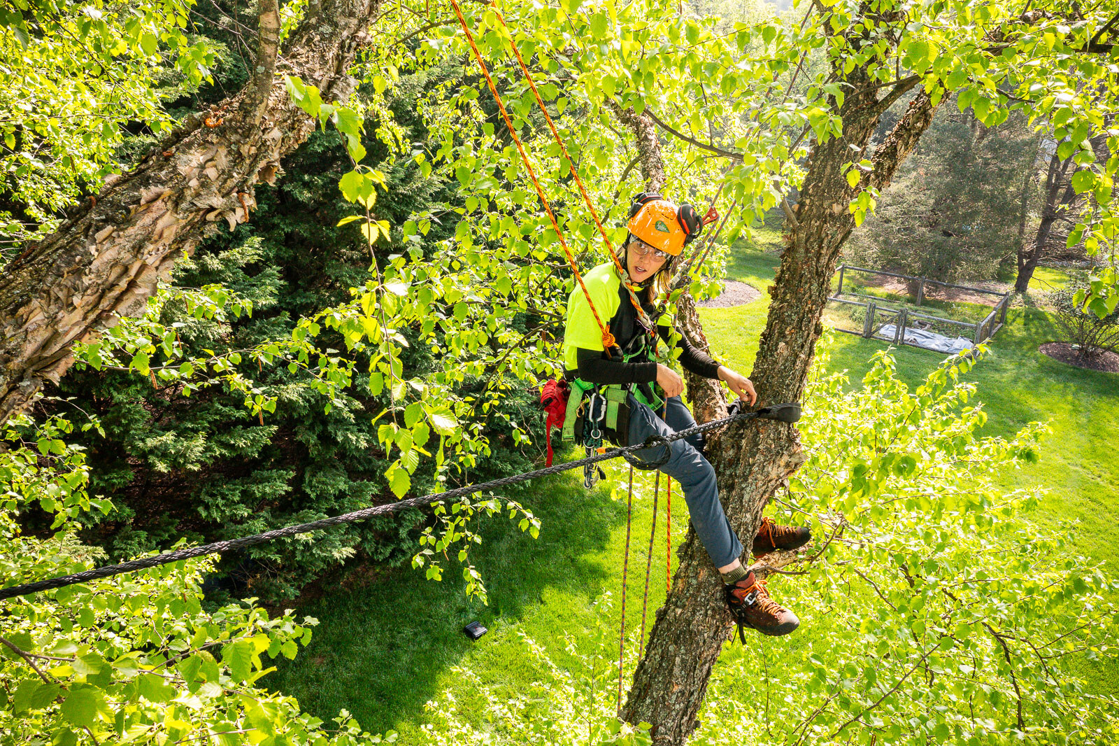 arborist in tree climbing and assisting with cabling and bracing 42