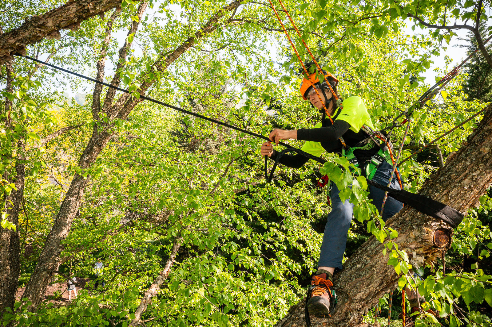 arborist in tree climbing and assisting with cabling and bracing 44