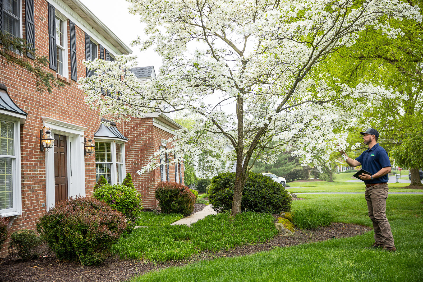 arborist inspecting a flowering ornamental tree in a foundation bed