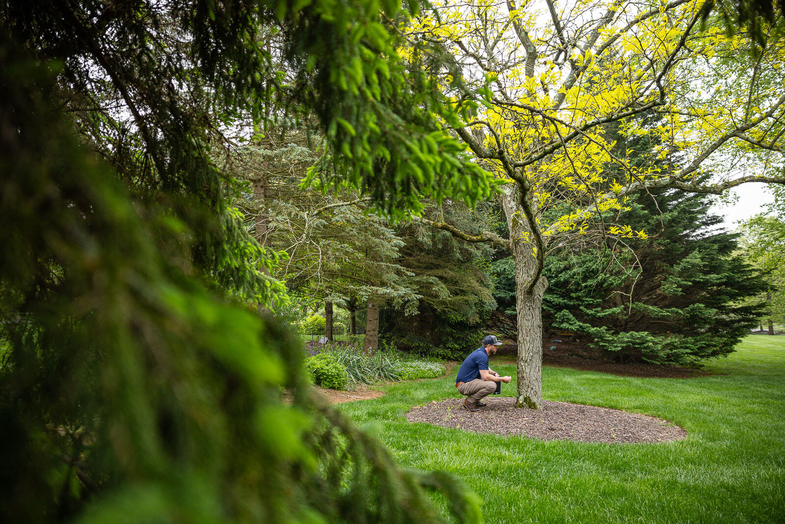 arborist inspecting a shade tree in a wooded lawn 3