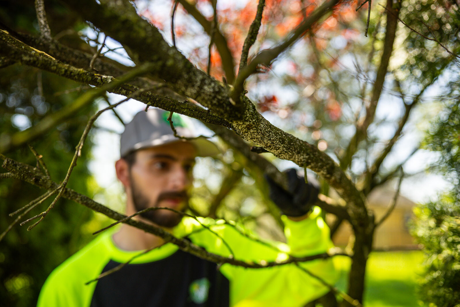 arborist inspecting tree branches for scale plant health care  9