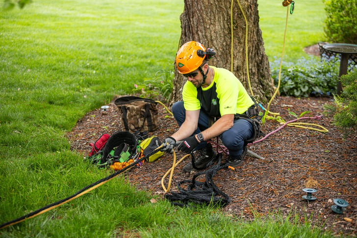 arborist rigging equipment near tree during cabling and bracing