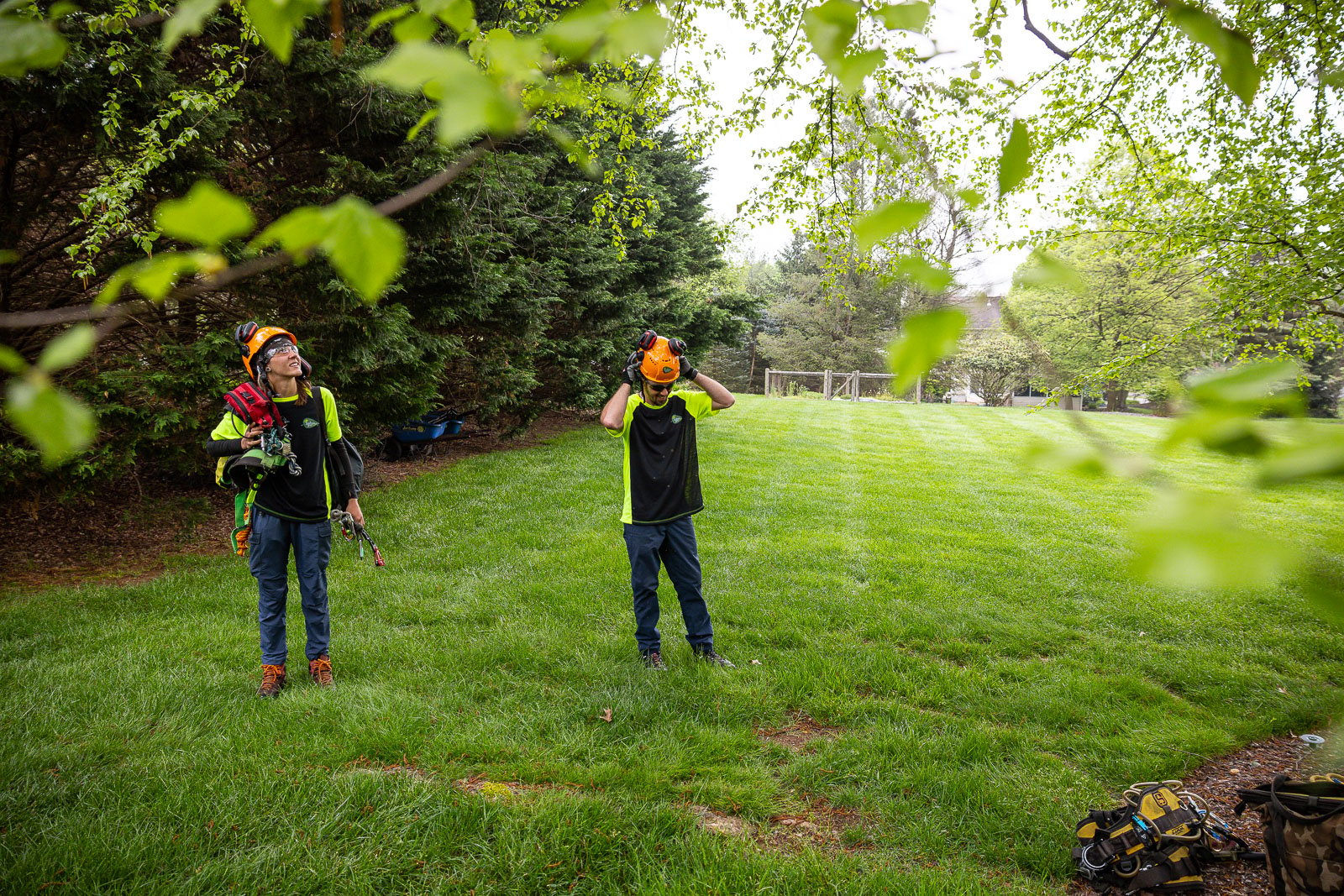 arborists preparing a tree for cabling and bracing 9