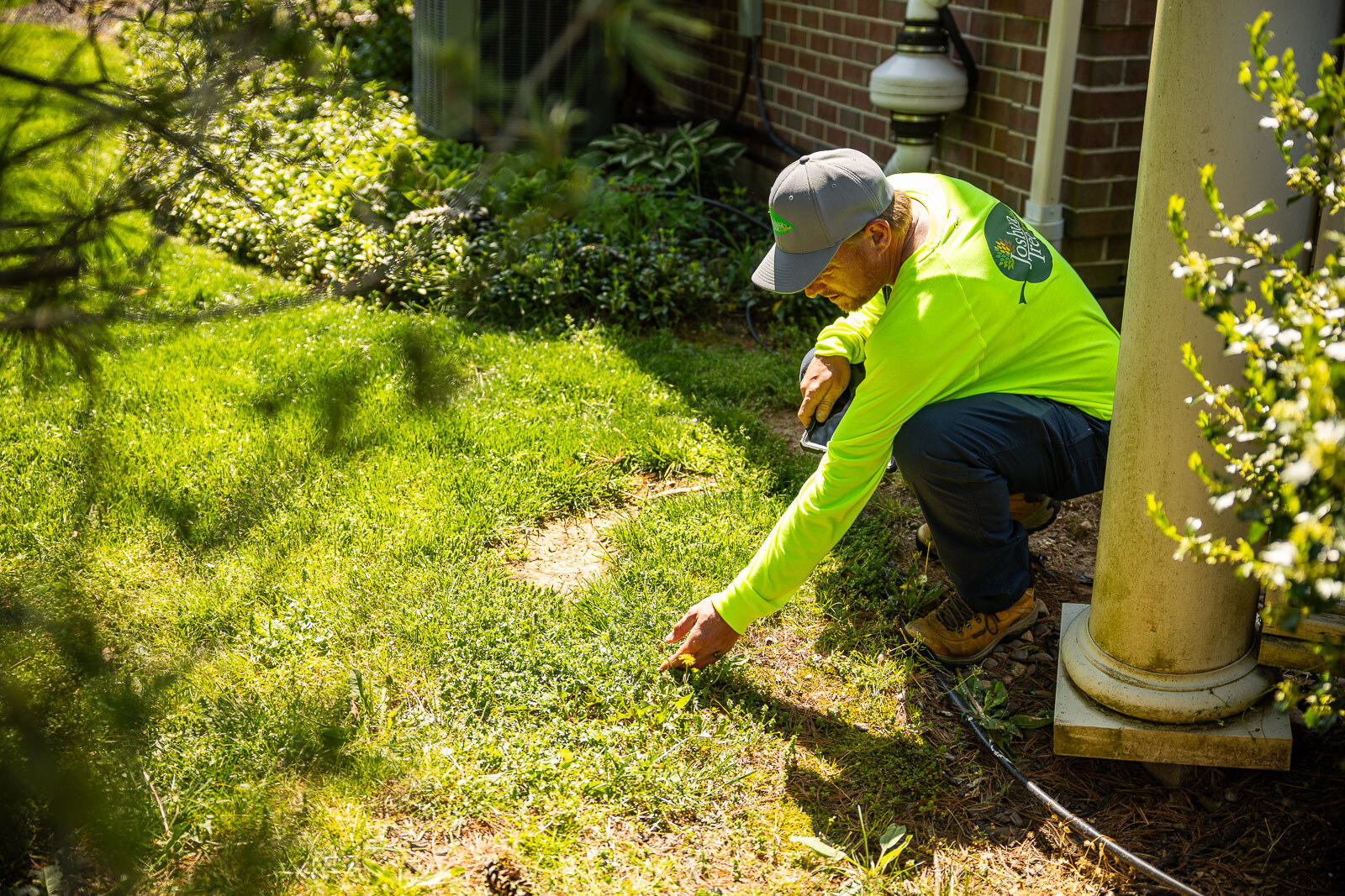 lawn care professional inspecting weeds and bare areas for potential disease in a residential lawn