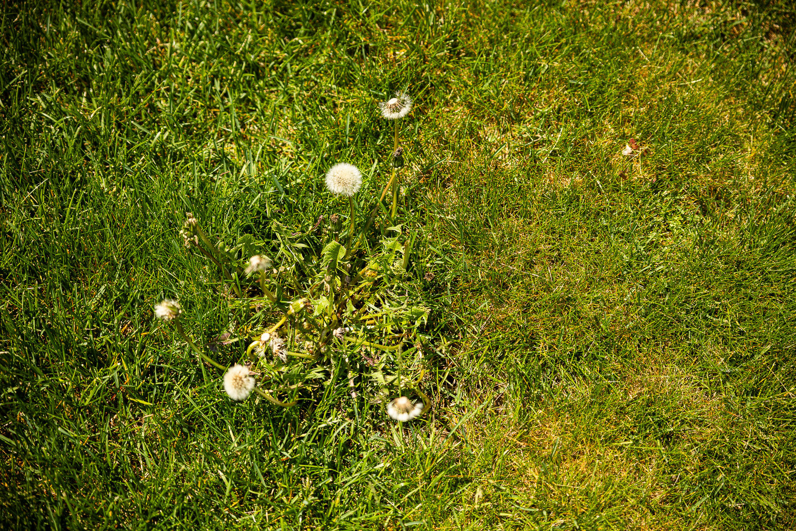 lawn care weeds dandelions in a thin lawn