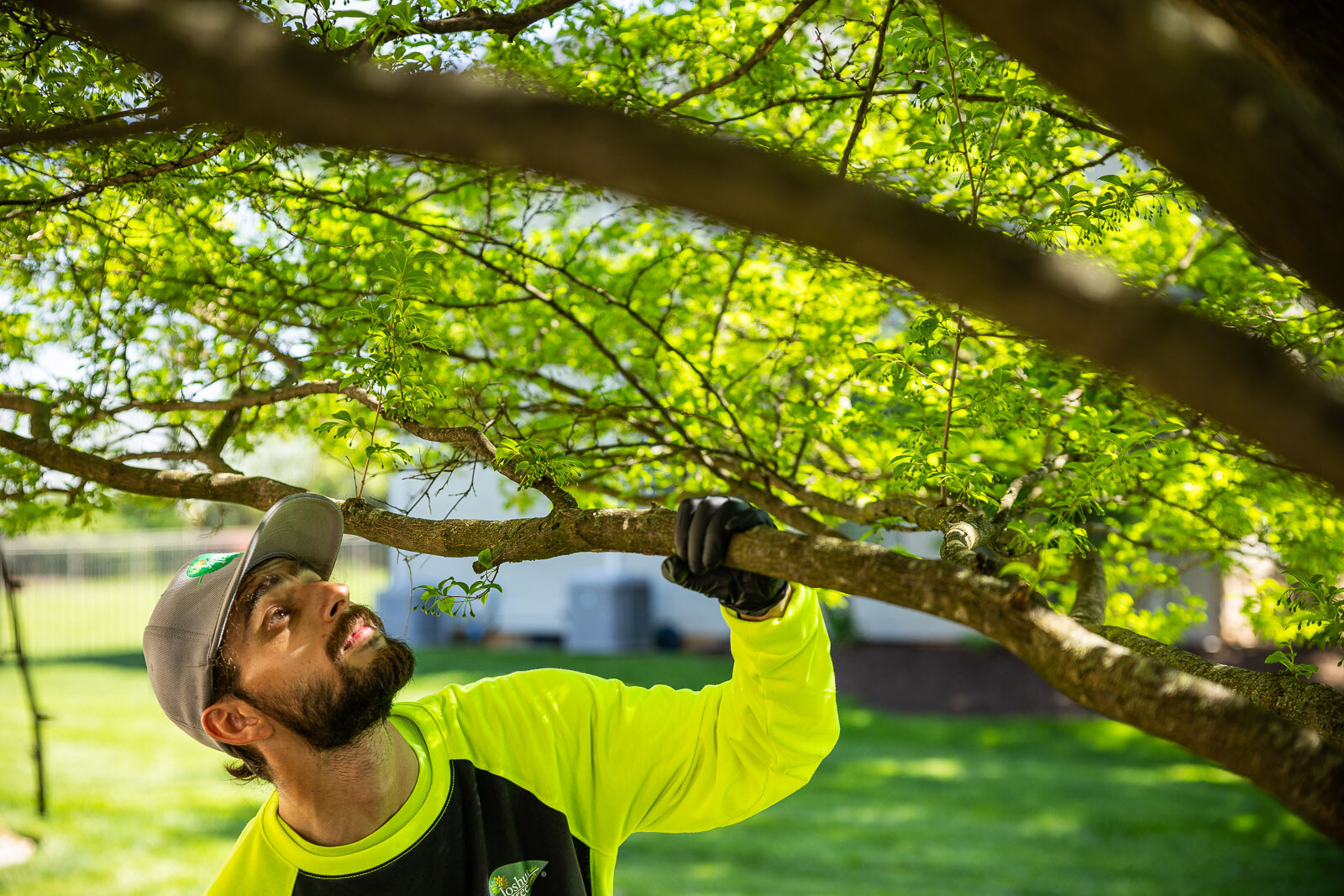 plant health care technician inspecting the leaves of an ornamental tree 7