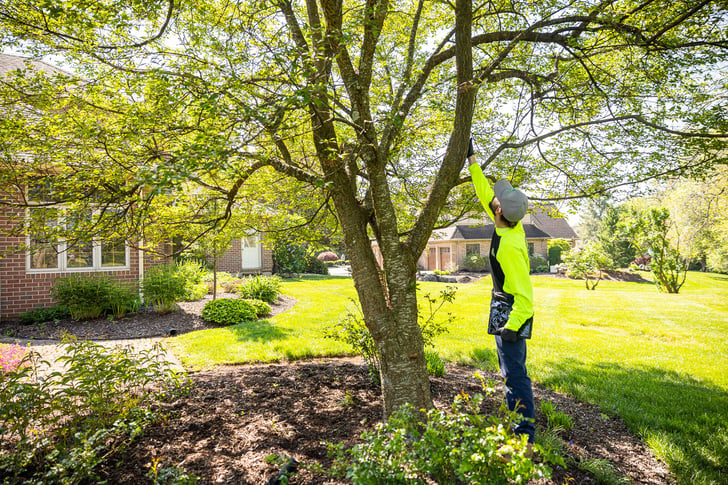 plant health care technician inspecting the trunk of an ornamental tree 6