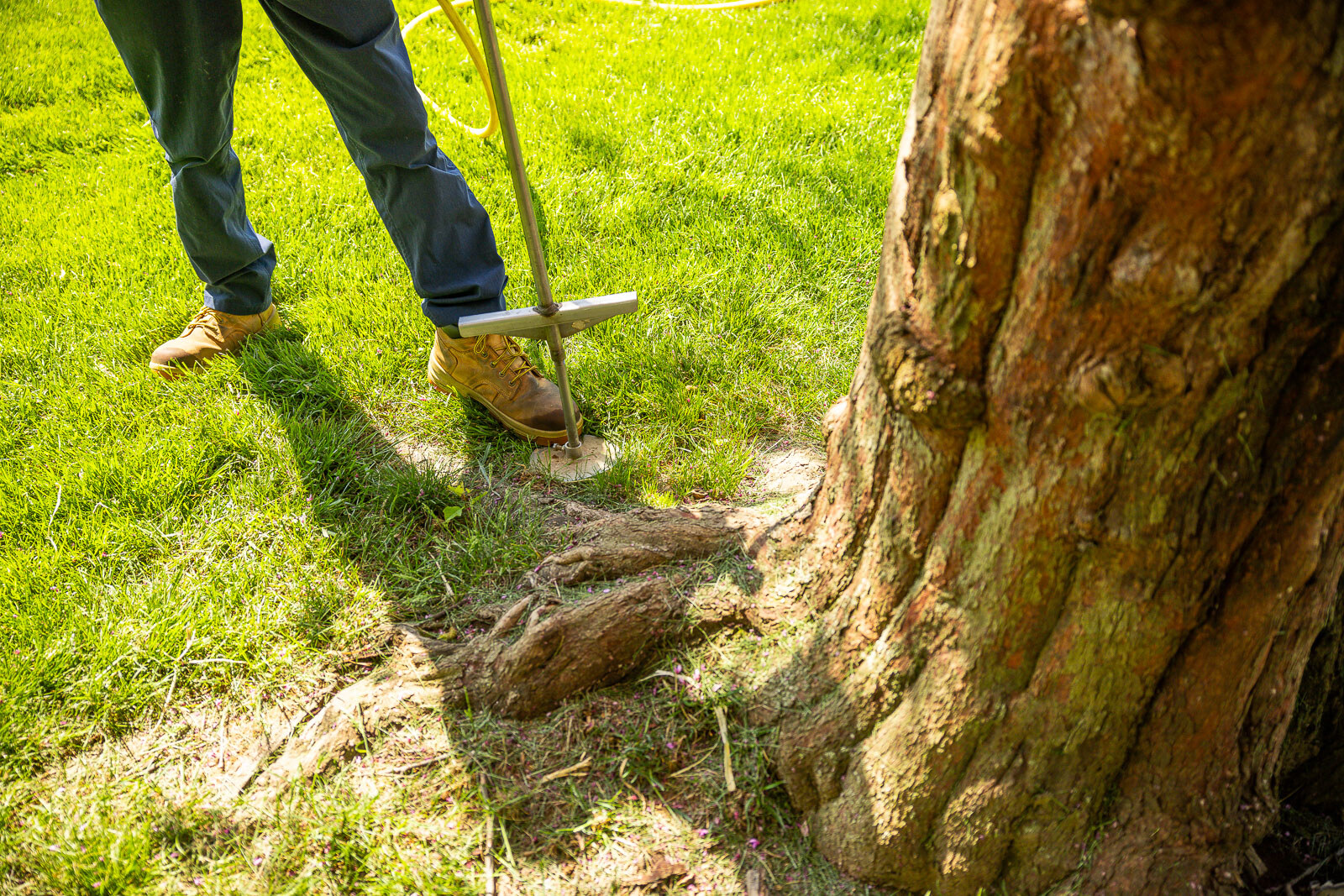 arborist performing deep root fertilization on a large tree