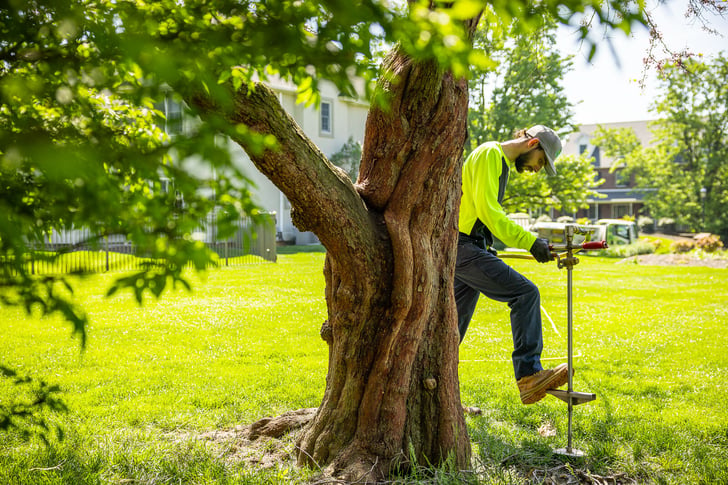 plant health care technician performing deep root fertilization on a large tree 13