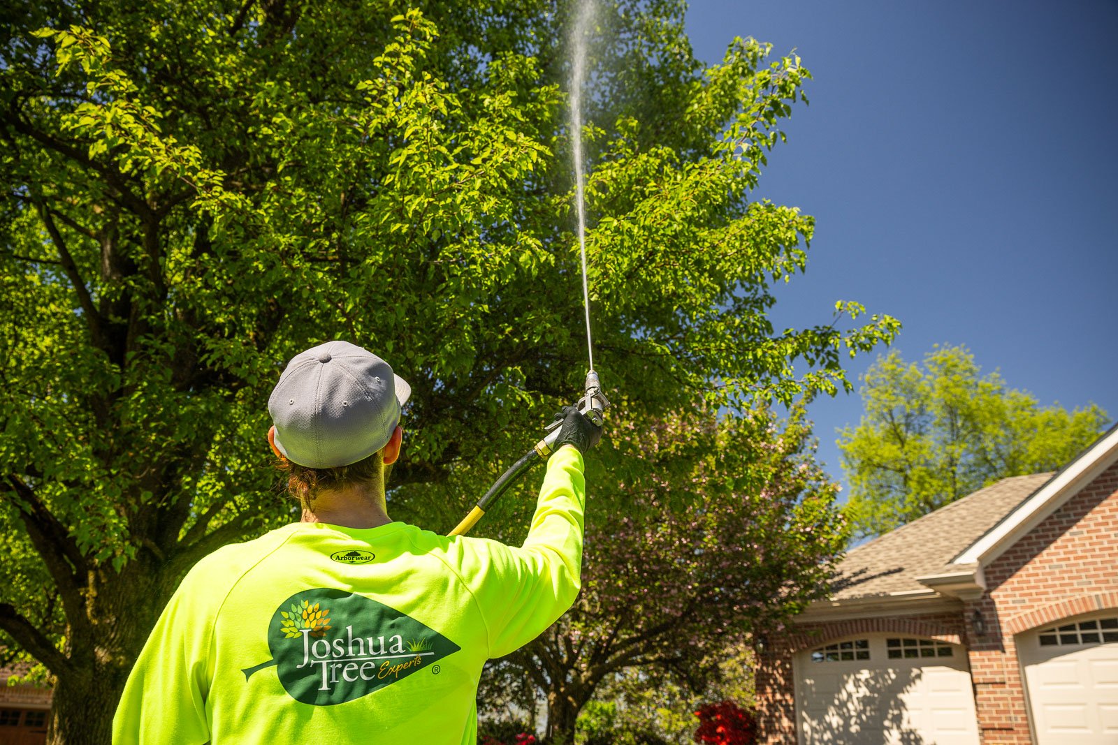 plant health care technician spraying a shade tree 2