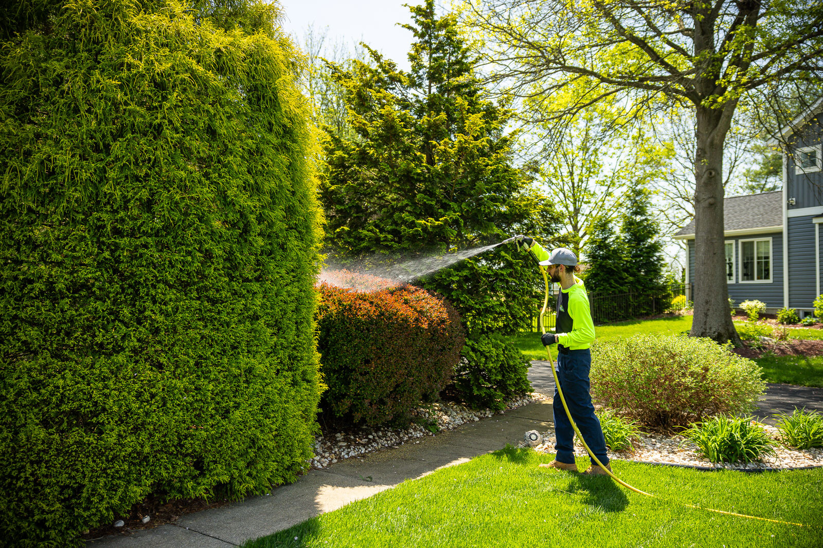 Arborist spraying shrubs and trees