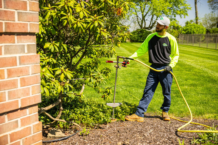 plant health care tehcnician performing deep root fertilization on large foundation shrubs 4