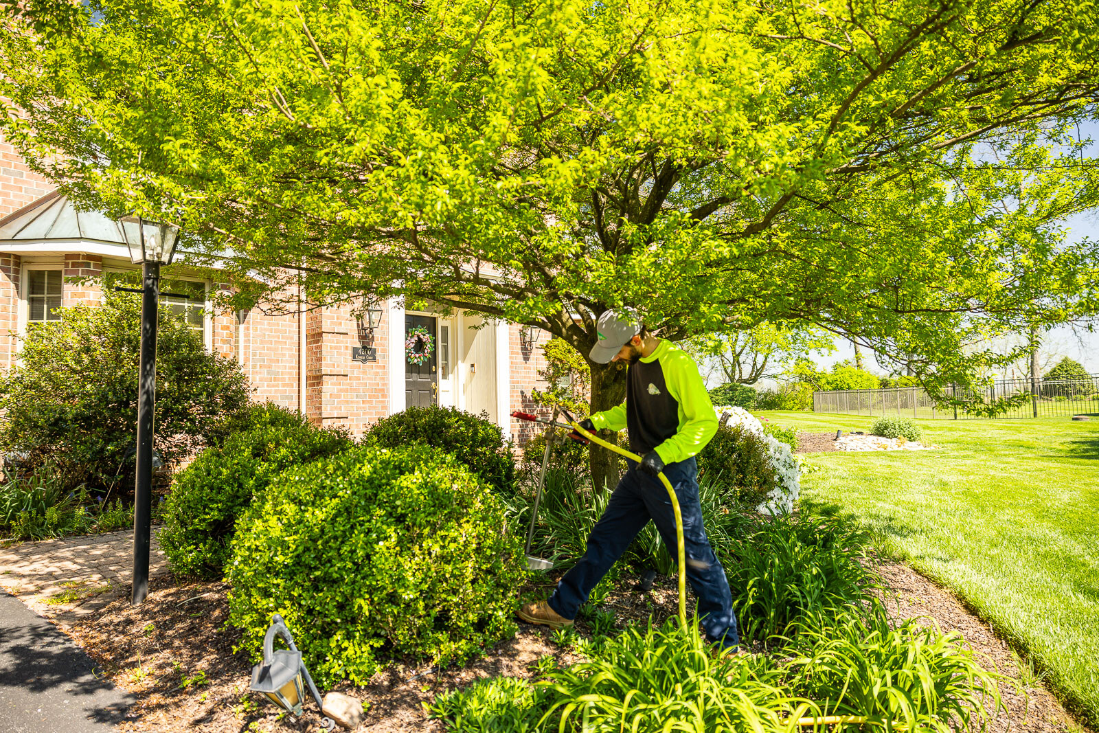 plant health care tehcnician performing deep root fertilization on large foundation shrubs 8