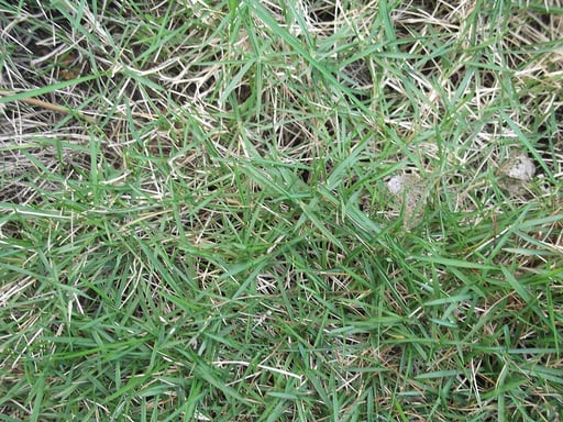 Grass Growing in Clumps or Patches? 8 Common Culprits in Pennsylvania