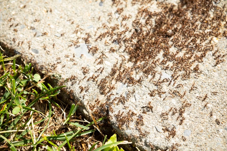 ants on sidewalk 2