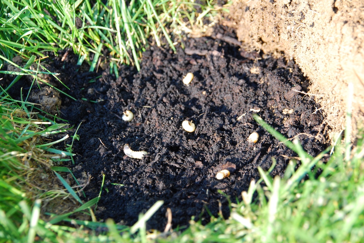 grubs-in-soil-2