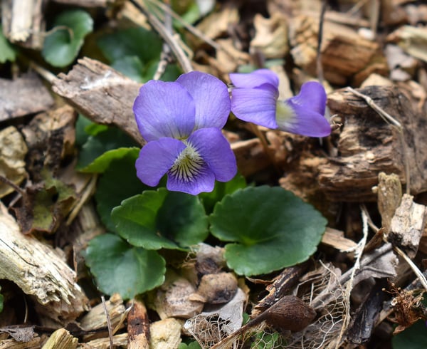 How to Kill Wild Violets and Ground Ivy in Your Lawn