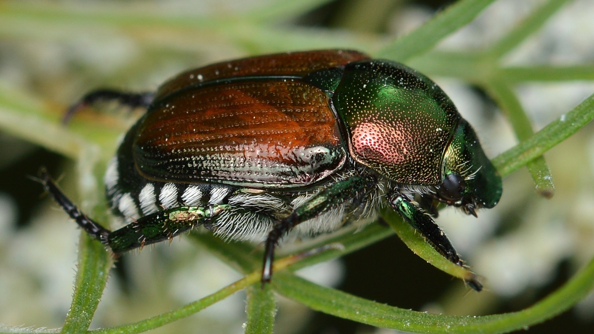 What Attracts Japanese Beetles to My House & How Can I Control Them?