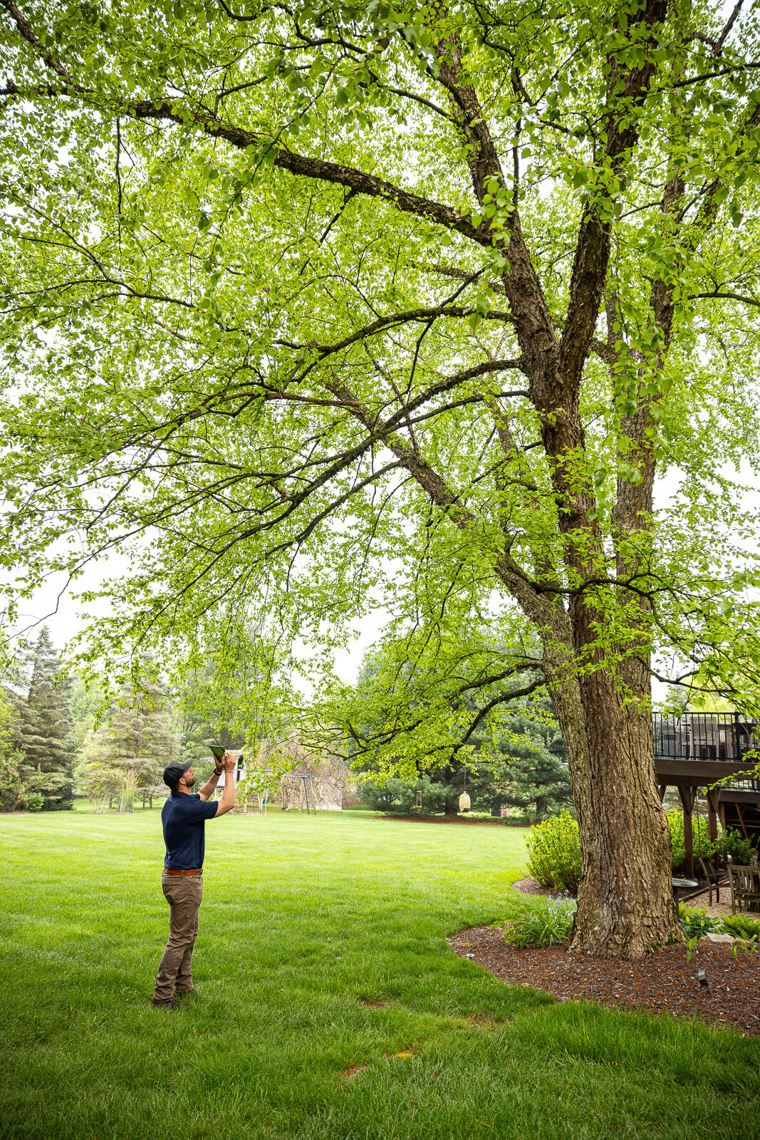 arborist inspecting the crown of a large shade tree in a landscaped yard