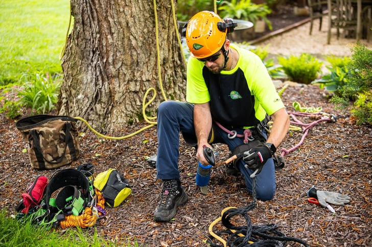 arborist rigging ropes and equipment during  tree cabling and bracing process