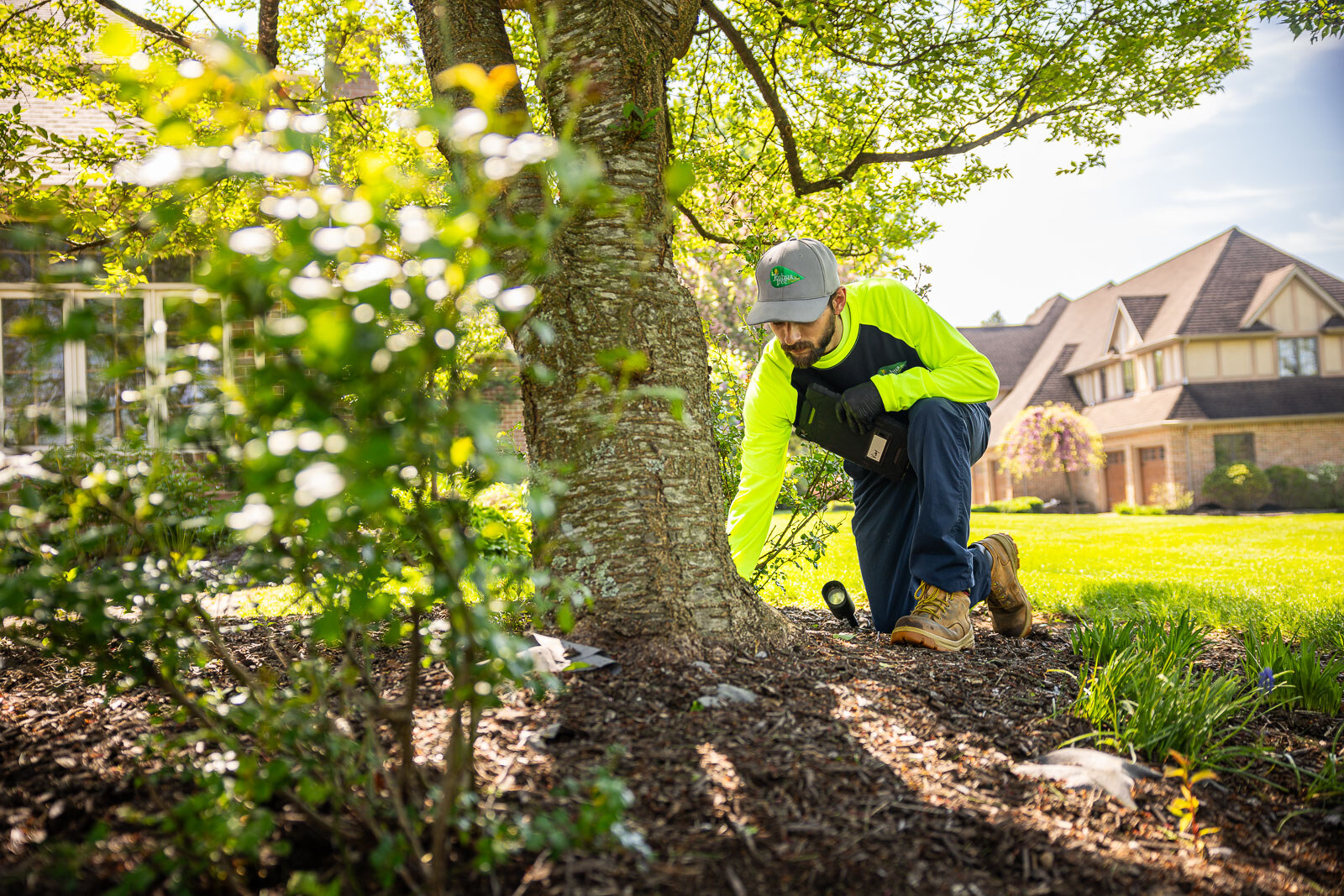 plant health care technician inspecting the trunk of an ornamental tree