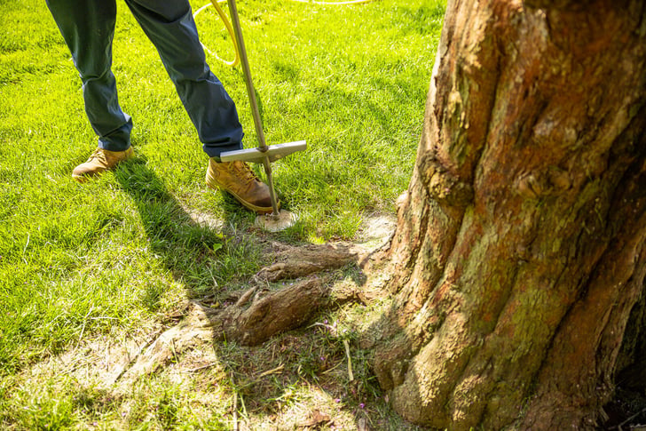 plant health care technician performing deep root fertilization on a large tree