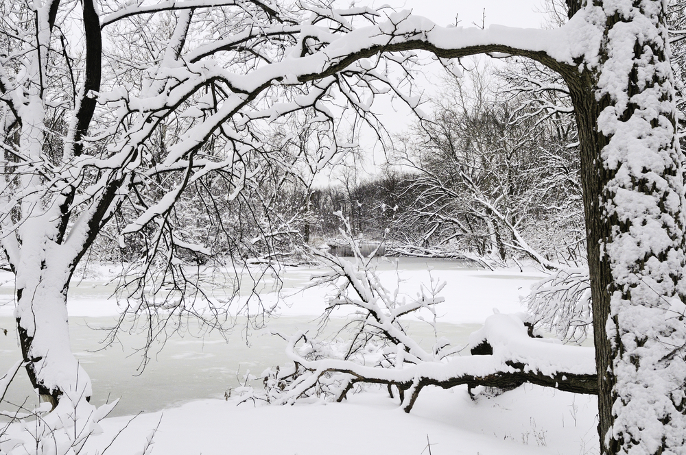 tree in winter with snow