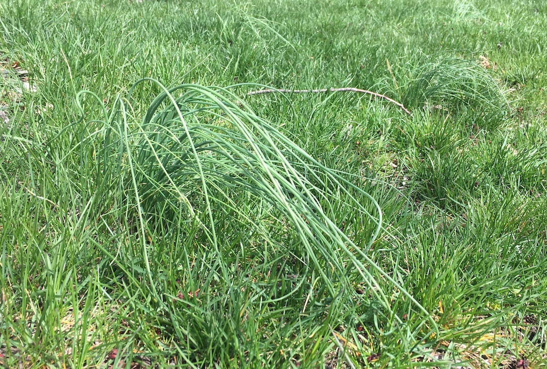 How to Identify and Get Rid of Wild Onion Grass in Your Lawn