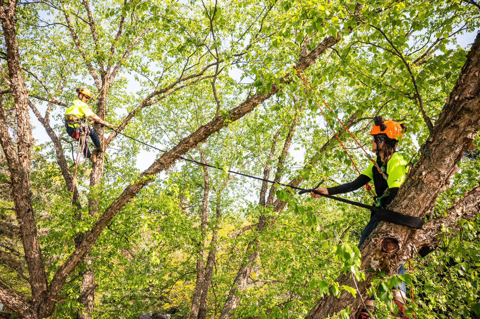 2 team members cabling and bracing tree