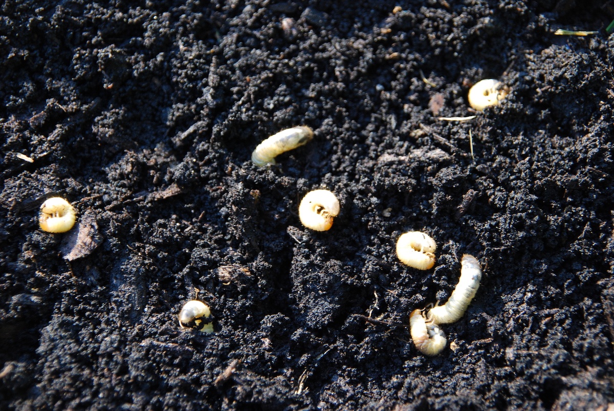 3 Signs of Lawn Grubs and What To Do About Them